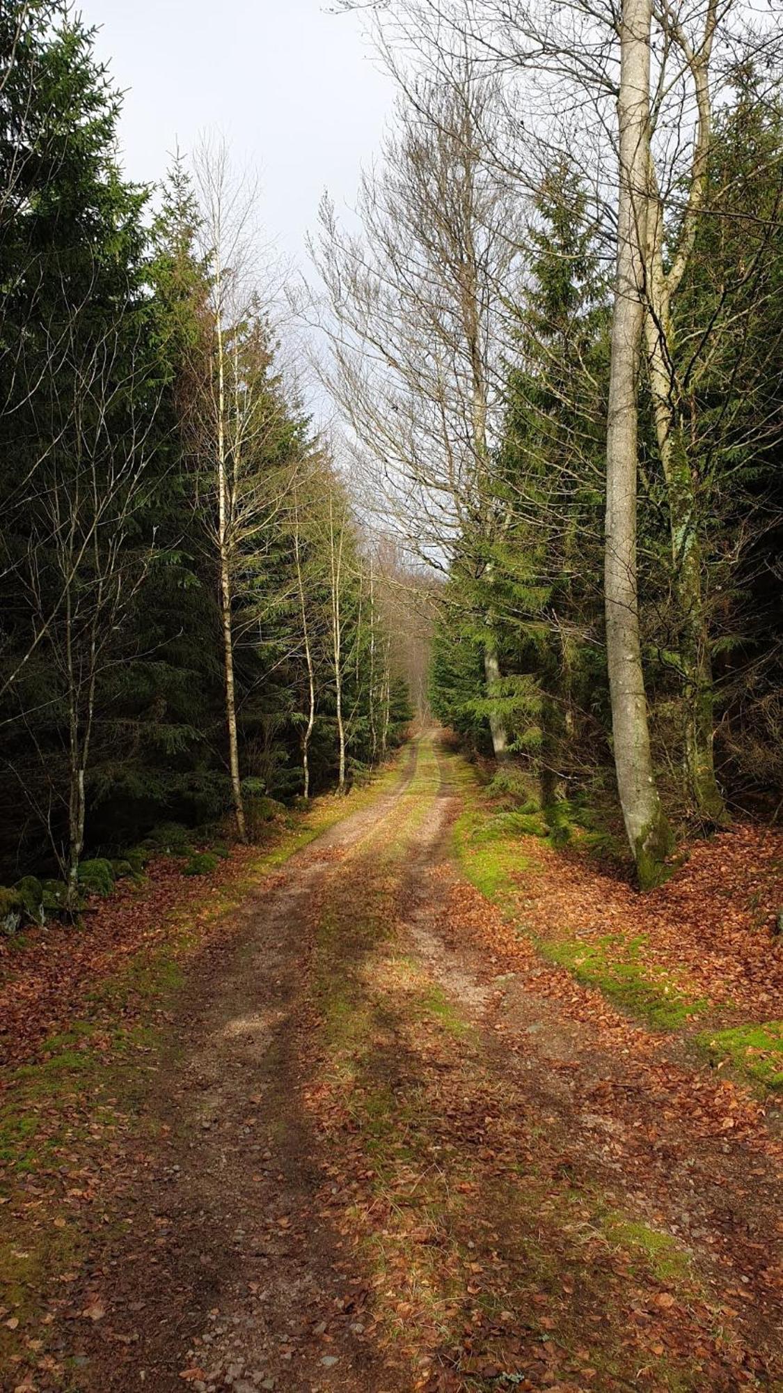 Unique Rustic Property In Skane Linderod エクステリア 写真